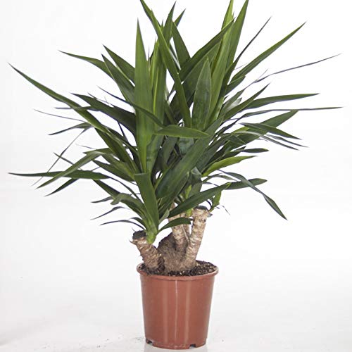 Large Yucca House Plant Easy to Grow and Undemanding Spineless Yucca