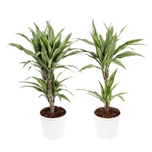 Dracaena in Green – H110XD60 CM Rubber Plant Pot Mica Decorations 