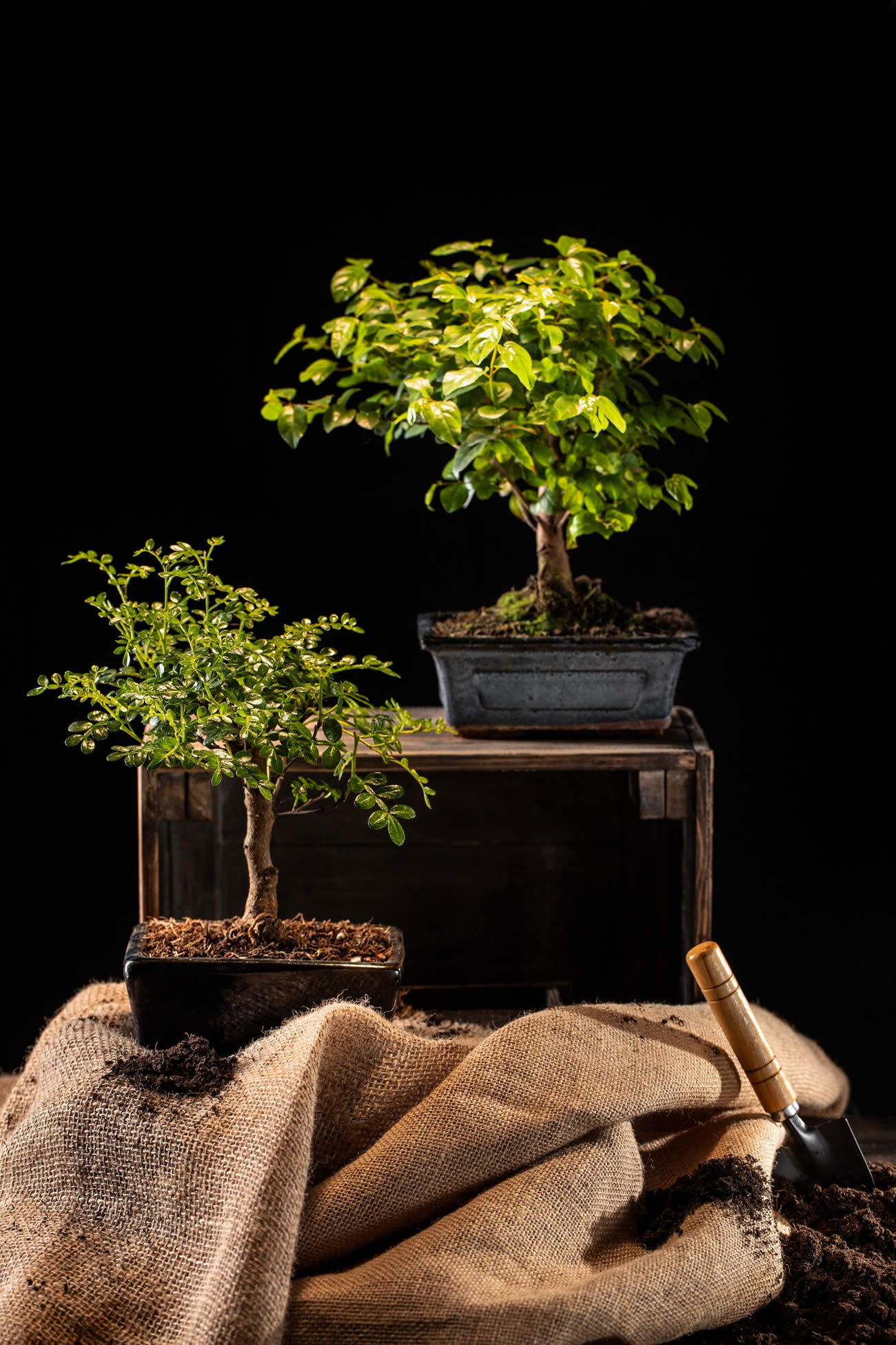 How To Look After A Bonsai Tree