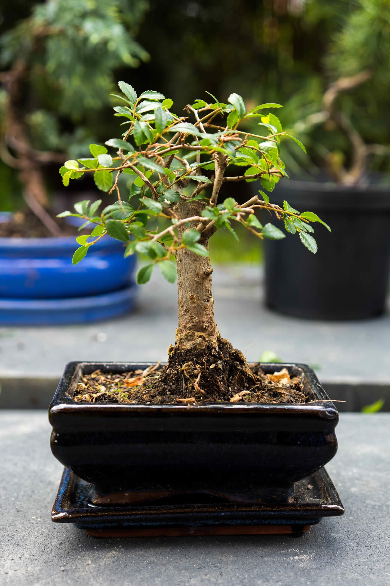 How Long Does A Bonsai Tree Take To Grow?