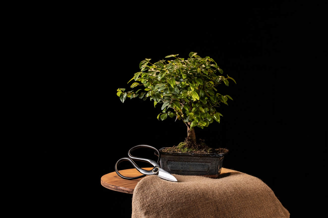 How To Repot A Bonsai Tree