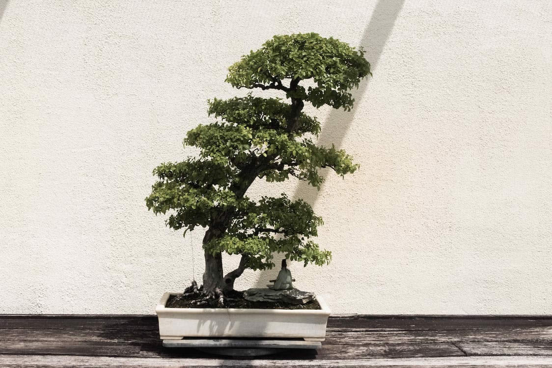 How To Make An Artificial Bonsai Tree