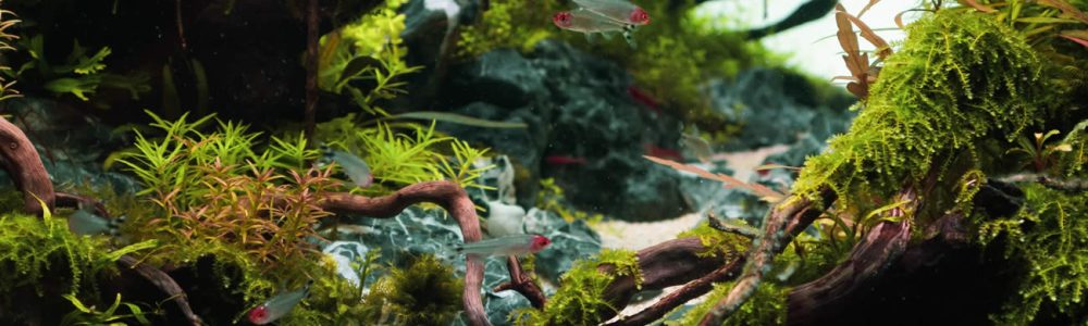 Are Artificial Plants Good For Aquarium?