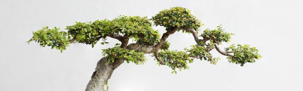 How Often Should You Water A Bonsai Tree?