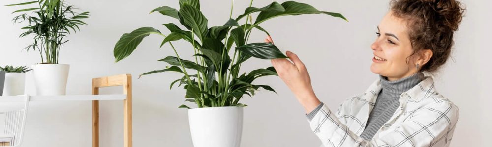 When & Why to Use Faux House Plants